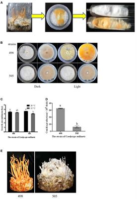 Comparative Transcriptome Analysis Between a Spontaneous Albino Mutant and Its Sibling Strain of Cordyceps militaris in Response to <mark class="highlighted">Light Stress</mark>